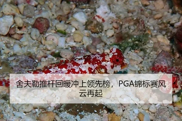 she-fu-lei-tui-gan-hui-nuan-chong-shang-ling-xian-bang-jin-biao-sai-feng-yun-zai-qi-3-822.jpg